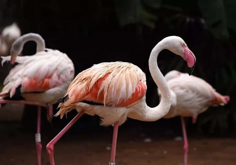 Puerto Iguazu: Iguaza Falls Brazilian Side & Bird Park Tour - A 7-Hour Ride to Brazil’s Falls View (That Feels Longer)