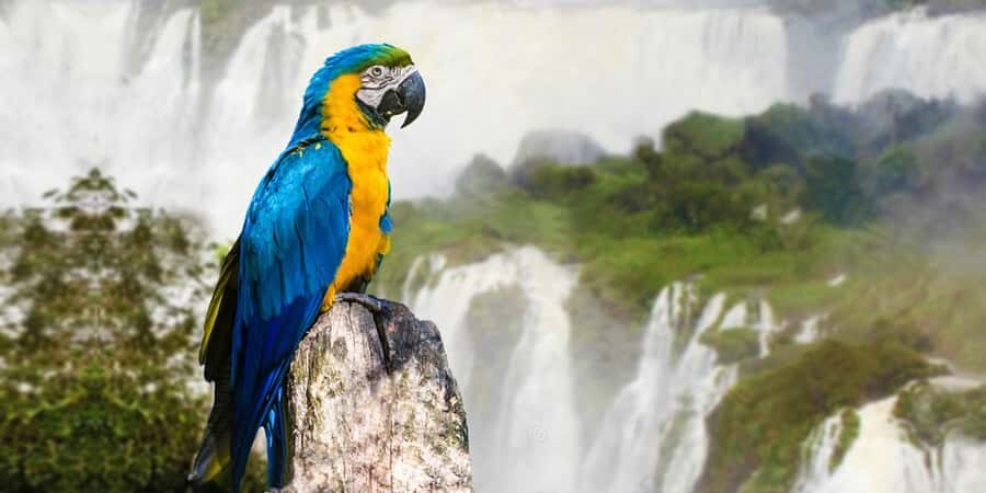 Puerto Iguazu: Iguaza Falls Brazilian Side & Bird Park Tour - Puerto Iguazú Pickup and the Border Crossing Into Brazil
