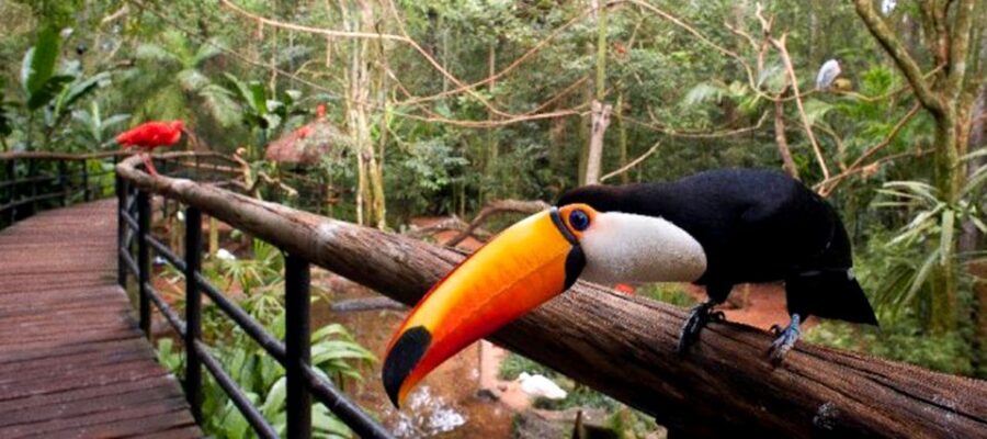 Puerto Iguazu: Iguaza Falls Brazilian Side & Bird Park Tour - Tickets and True Costs: Falls Entrance Plus Bird Park