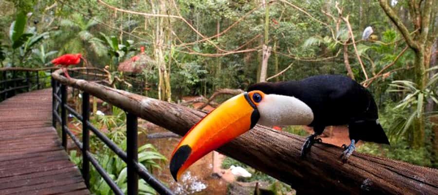 Puerto Iguazu: Iguaza Falls Brazilian Side & Bird Park Tour - What to Pack for Iguazú Spray, Sun, and Long Walks