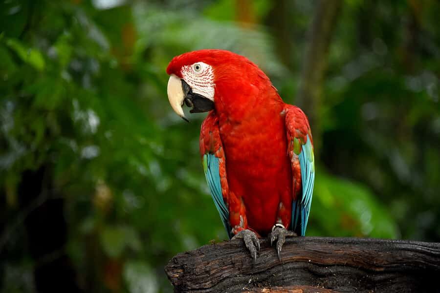 Puerto Iguazu: Iguaza Falls Brazilian Side & Bird Park Tour - Timing Reality: Group Tour Pace and Border Delays