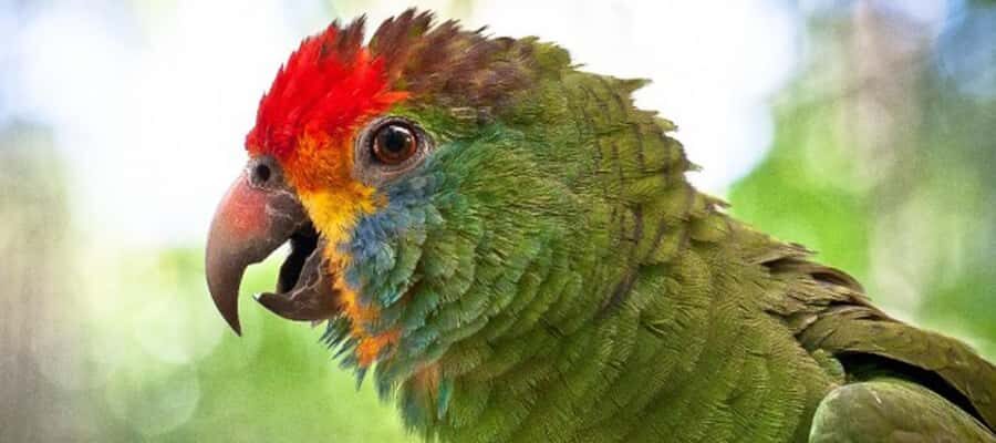 Puerto Iguazu: Iguaza Falls Brazilian Side & Bird Park Tour - Who This Tour Fits Best (and Who Should Rethink It)
