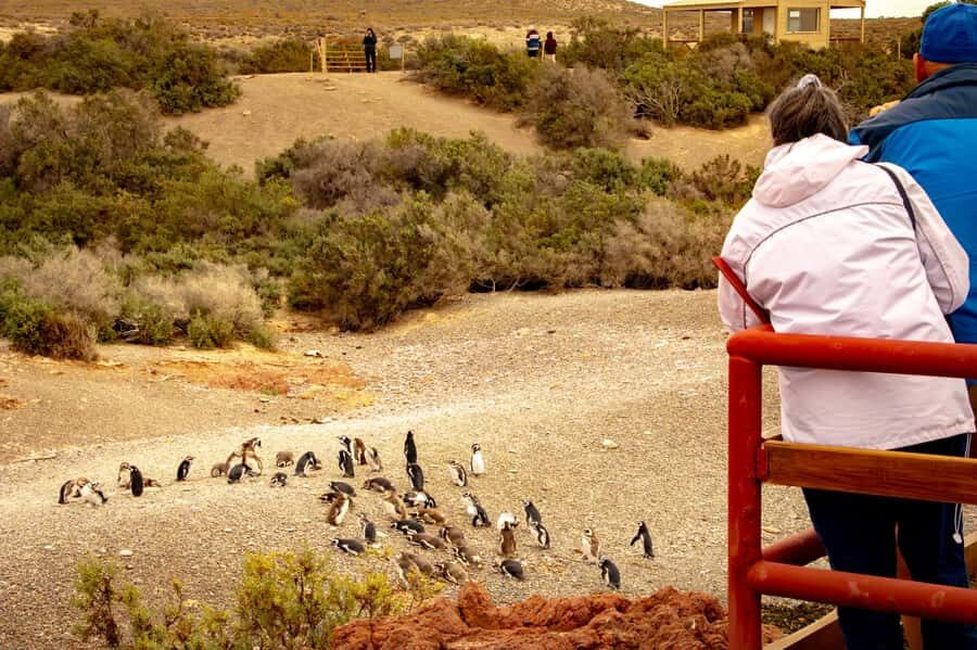 Puerto Madryn: Punta Tombo Walking Among Penguins Experience - Key things to know before you go
