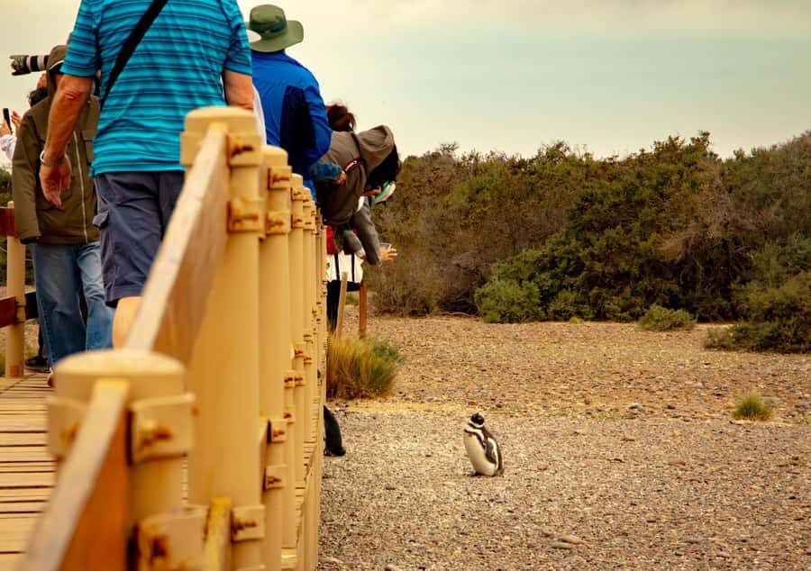 Puerto Madryn: Punta Tombo Walking Among Penguins Experience - Price and value: what $120 covers (and what it doesn’t)