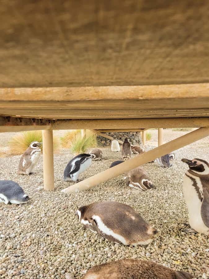 Puerto Madryn: Punta Tombo Walking Among Penguins Experience - Puerto Madryn to Punta Tombo: the road trip setup