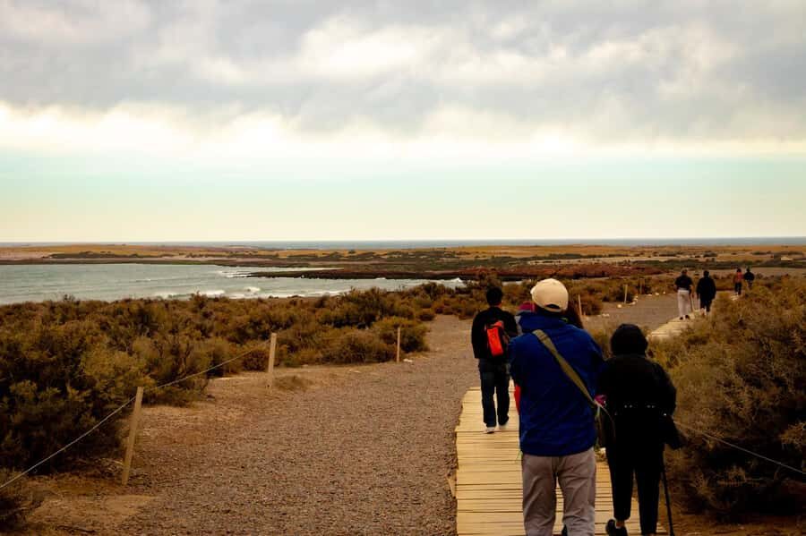 Puerto Madryn: Punta Tombo Walking Among Penguins Experience - Breeding-season behavior: the real reason this tour feels special