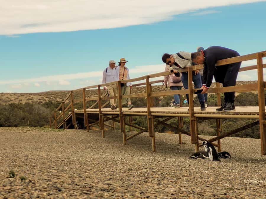 Puerto Madryn: Punta Tombo Walking Among Penguins Experience - Trelew photo stop: a short break that actually helps
