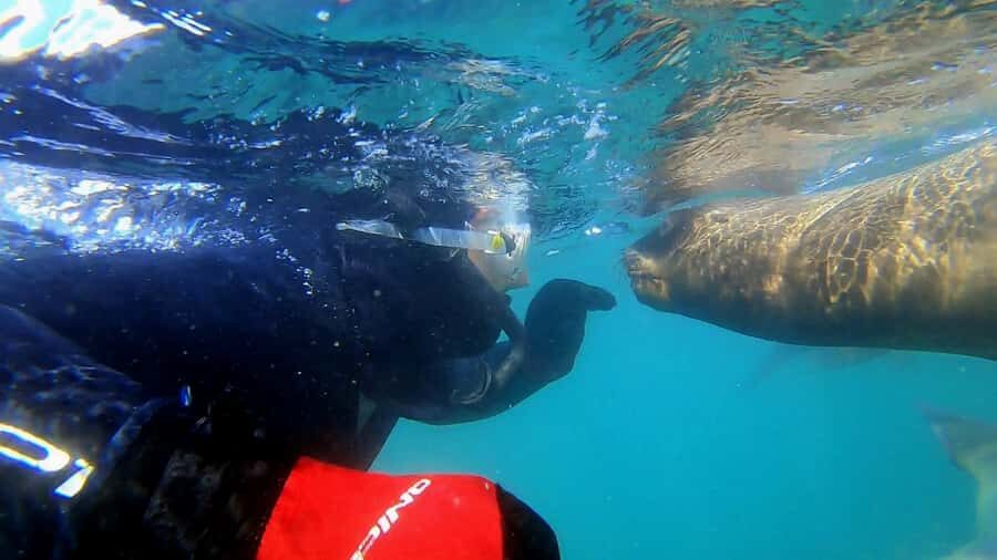 Puerto Madryn: Snorkeling Trip with Sea Lions - Punta Loma Sea Lions: why this Puerto Madryn trip feels special