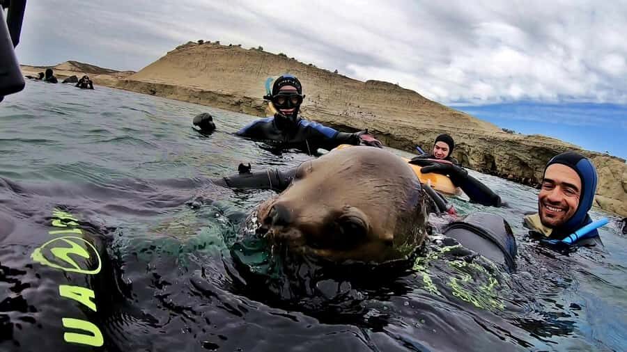 Puerto Madryn: Snorkeling Trip with Sea Lions - Price and value: is $150 per person worth it?