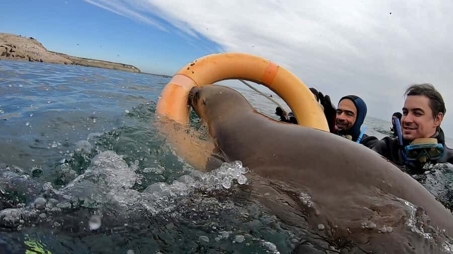 Puerto Madryn: Snorkeling Trip with Sea Lions - Puerto Madryn logistics: pickup, meeting point, and timing you can plan around