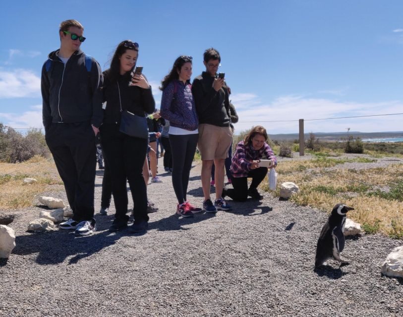 Punta Tombo Cruise Shore Excursion - Walk among penguins - Who should book this penguin shore excursion