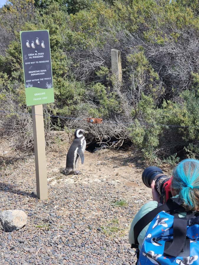 Punta Tombo Cruise Shore Excursion - Walk among penguins - The 170 km road trip from Puerto Madryn pier