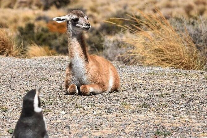 Punta Tombo Penguin Colony from Puerto Madryn with optional Toninas Watching - Key points to know before you go