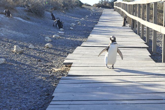 Punta Tombo Penguin Colony from Puerto Madryn with optional Toninas Watching - Value and price: is $158 per person a good deal?