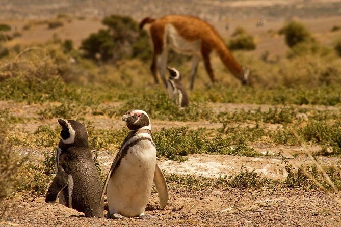 Punta Tombo Penguin Colony from Puerto Madryn with optional Toninas Watching - Who this trip fits best (and who might prefer something else)