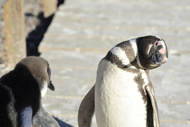 Punta Tombo Penguin Colony from Puerto Madryn with optional Toninas Watching - Should you book Punta Tombo with optional Toninas watching?