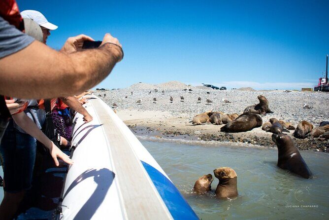 Punta Tombo Penguin Colony from Puerto Madryn with optional Toninas Watching - Entering Punta Tombo: what 1.5 hours gets you (and how to make it count)