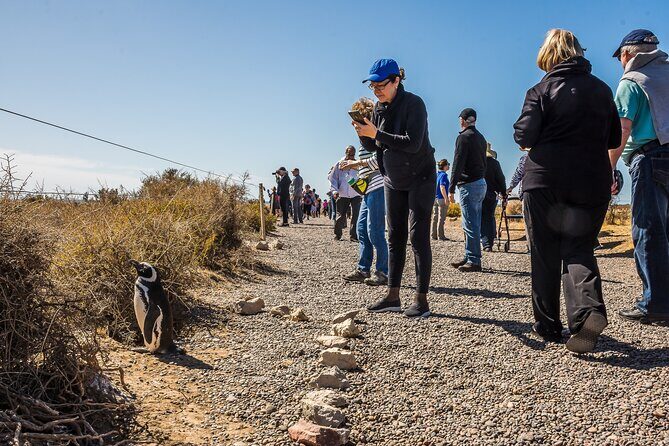 Punta Tombo Shore Excursion w/box Lunch(Shared tour for cruises) - The 7-Hour Day: How the Timing Feels in Real Life