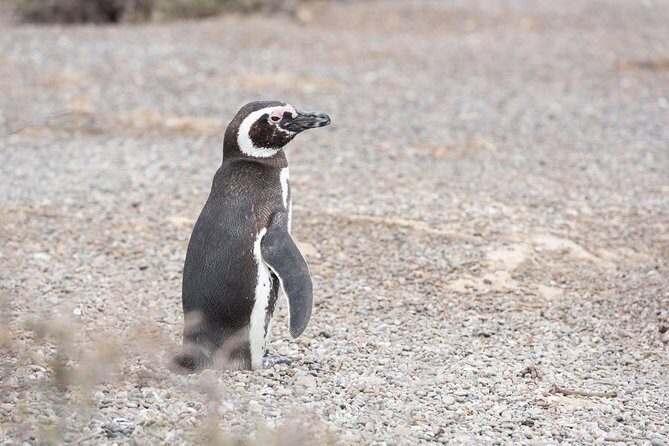Punta Tombo Tour, the Penguin Experience - The 9–11 hour rhythm from Puerto Madryn (and why it’s worth it)