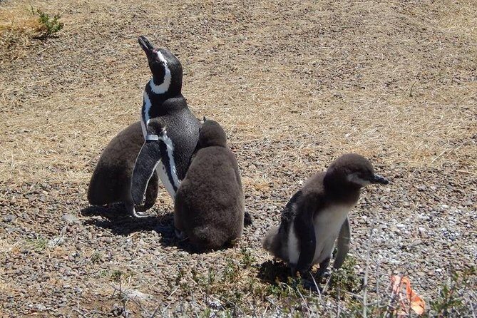 Punta Tombo Tour, the Penguin Experience - Walking the right way: paths, tide pools, and penguin behavior