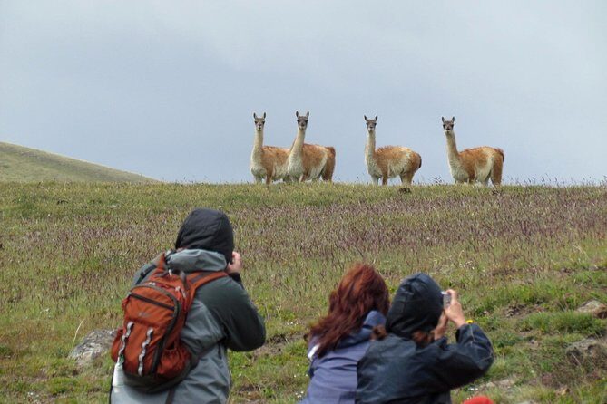 Safari Experience - Wildlife & Steppe - The ranch-house meal: how lunch turns a safari into an Argentina memory