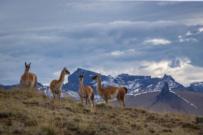 Safari Experience - Wildlife & Steppe - Guides, animal spotting, and how to get the best photos