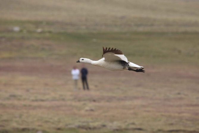 Safari Experience - Wildlife & Steppe - Who should book this tour (and who might prefer something else)