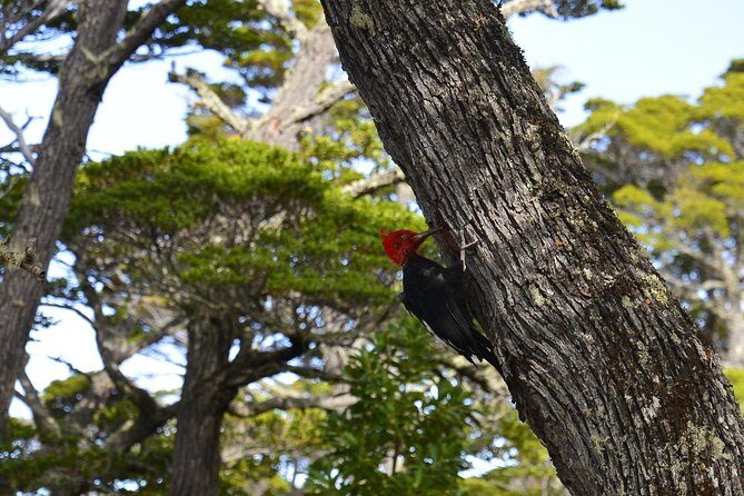 Shore Excursion - National Park Tierra del Fuego - Ushuaia Port Day Value: $60 for a guided route you’d otherwise DIY