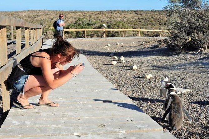 Shore Excursion Punta Tombo cruise passengers Puerto Madryn - Key Things to Know Before You Go