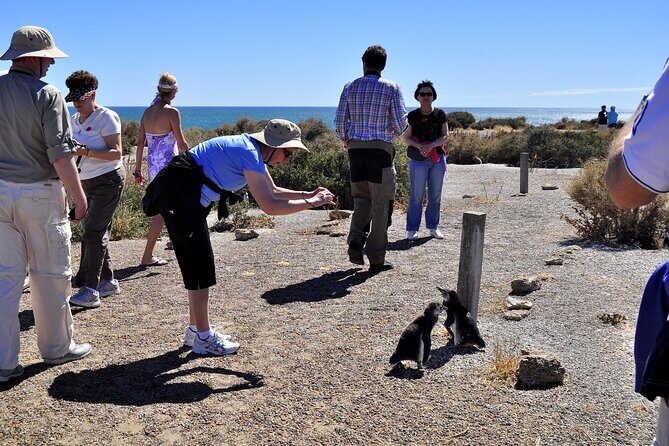Shore Excursion Punta Tombo cruise passengers Puerto Madryn - Punta Tombo: Why This Penguin Walk Feels Different