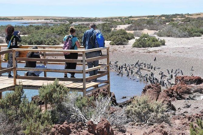 Shore Excursion Punta Tombo cruise passengers Puerto Madryn - Getting There From Puerto Madryn: The Real Schedule Math