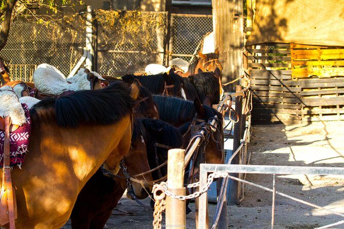 Sunset Horseback Riding - Key highlights worth planning around