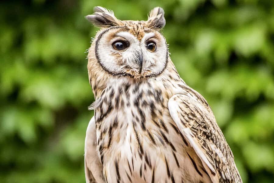Temaiken Biopark Entry Tickets - Key things to know before you go