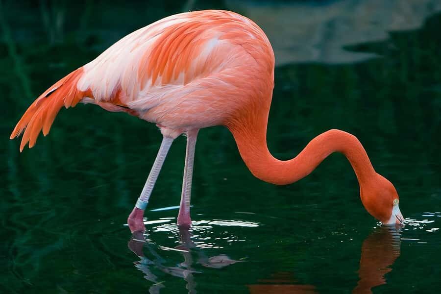 Temaiken Biopark Entry Tickets - Temaiken Biopark tickets: what $33 really buys
