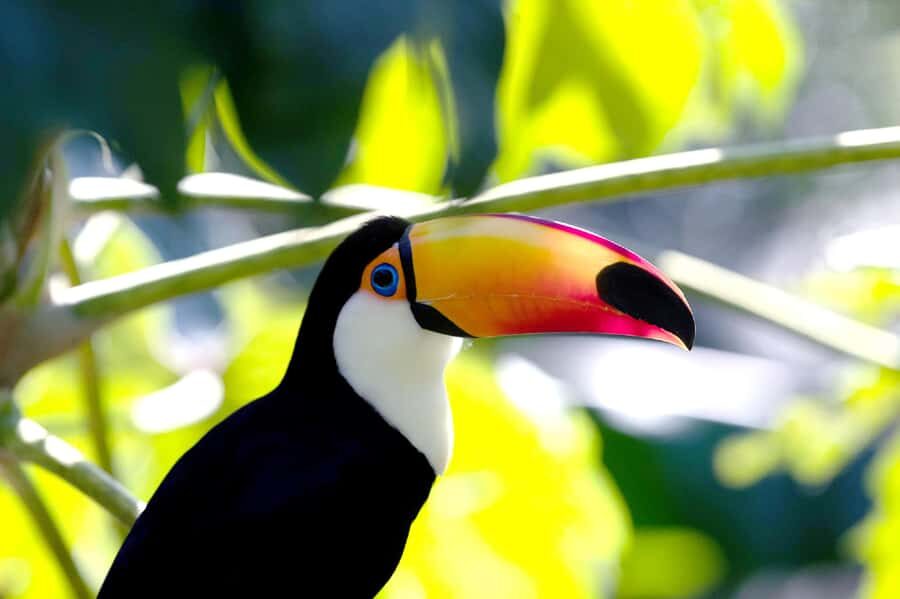 Temaiken Biopark Entry Tickets - Birds and botanical gardens: why they’re more than background
