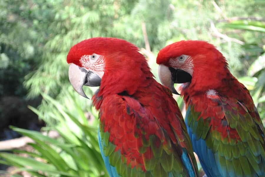 Temaiken Biopark Entry Tickets - Tickets, vouchers, and what to bring (the stuff that trips people up)