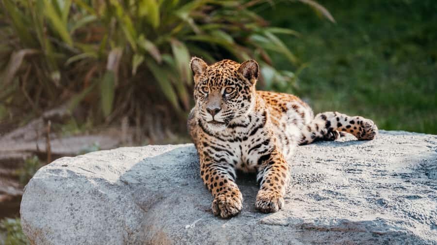 Temaiken Biopark Entry Tickets - Your route through the park: zones that make habitats make sense