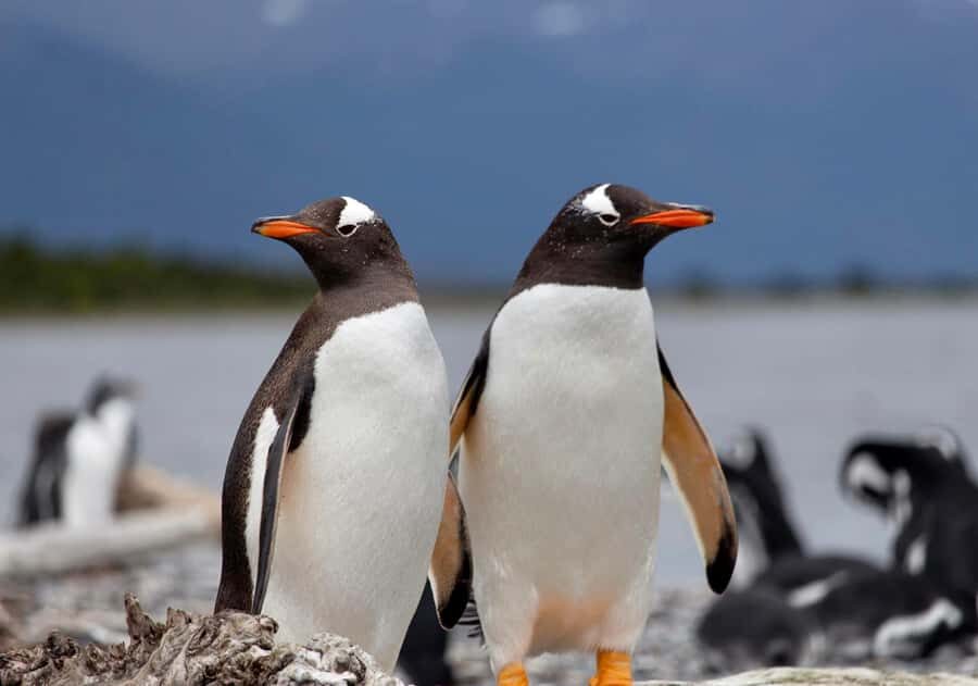 USHUAIA: ALMANZA, THE SPIDER CRAB ROUTE & PENGUIN SIGHTING - Why Puerto Almanza and the Beagle Channel feel like the End of the World