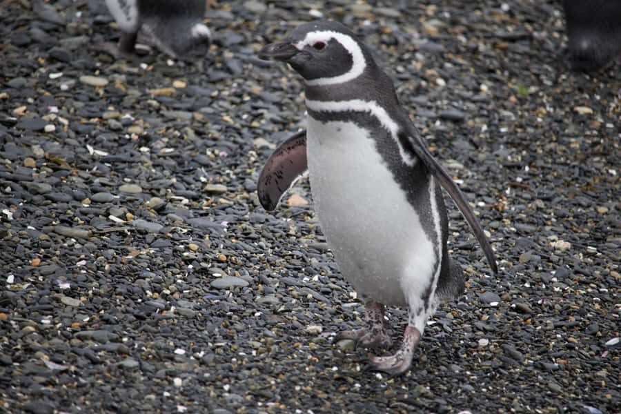 USHUAIA: ALMANZA, THE SPIDER CRAB ROUTE & PENGUIN SIGHTING - Price and value: what $250 buys in this small-world setting