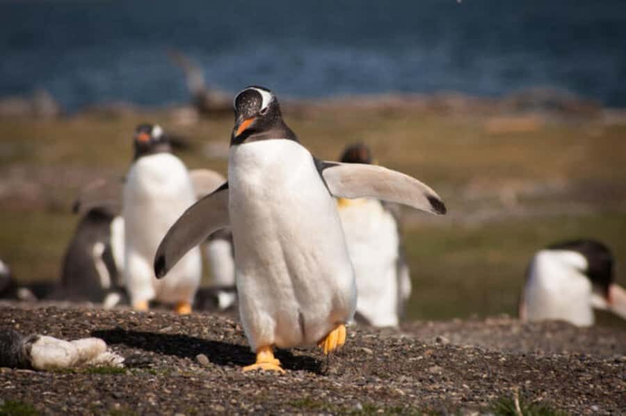 Ushuaia: Beagle Channel and Penguin Island - Why this cruise works so well