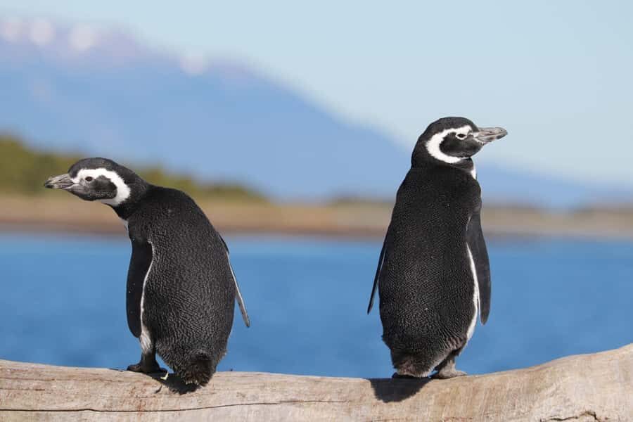 Ushuaia: Beagle Channel and Penguin Island - First things first: getting to Catamaranes Canoero (without hotel pickup)