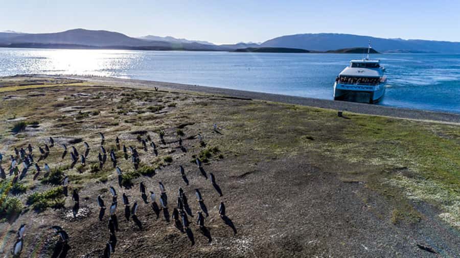 Ushuaia: Beagle Channel and Penguin Island - Wildlife you might spot beyond the penguins