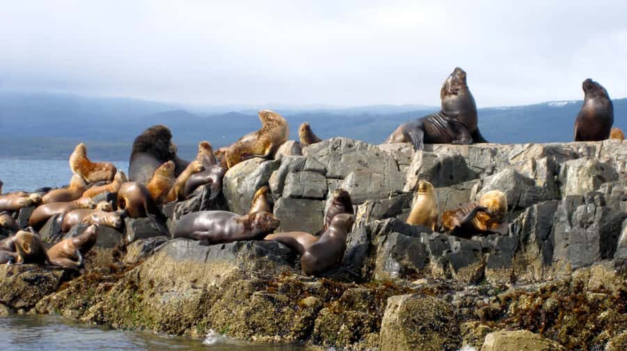 Ushuaia: Beagle Channel Boat Tour and Penguin Experience - The Harberton Ranch link (and the Tuesday issue)