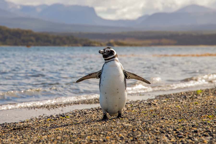 Ushuaia: Beagle Channel Boat Tour and Penguin Experience - Isla Martillo: the penguin walk you’ll remember