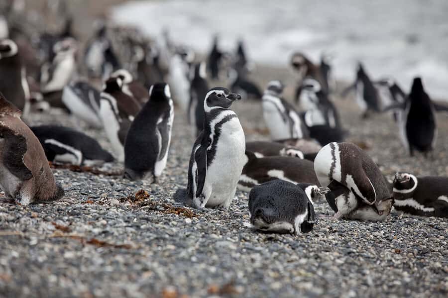 Ushuaia: Beagle Channel Boat Tour and Penguin Experience - The “photo stop” rhythm: what those extra stops really add