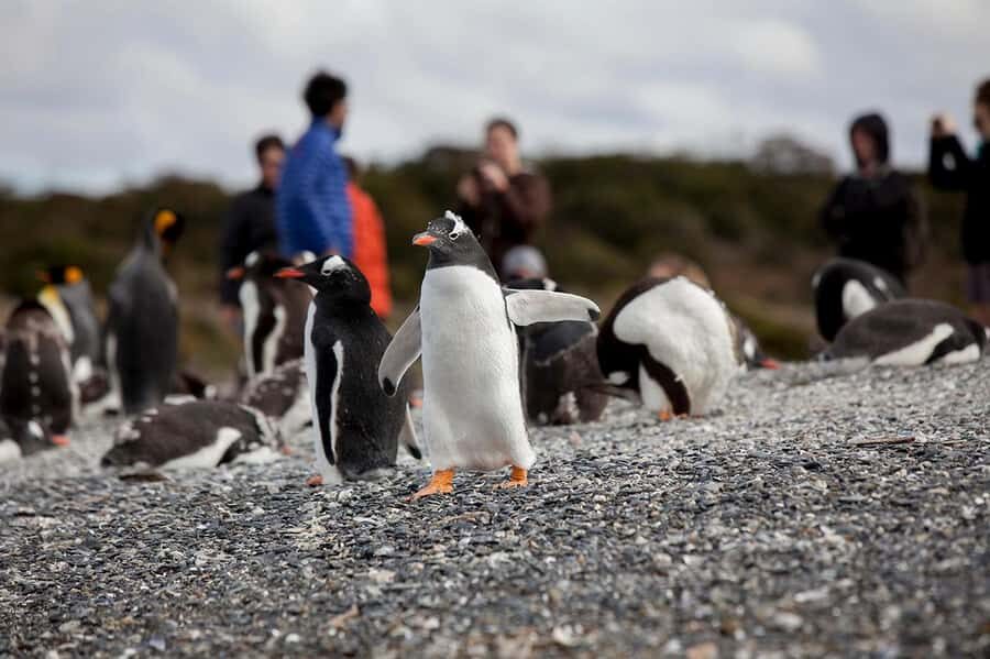 Ushuaia: Beagle Channel Boat Tour and Penguin Experience - Price and extra cash: what $449 really means