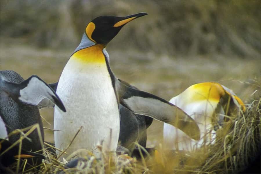 Ushuaia: Beagle Channel Boat Tour and Penguin Experience - Transportation reality: how the order can switch