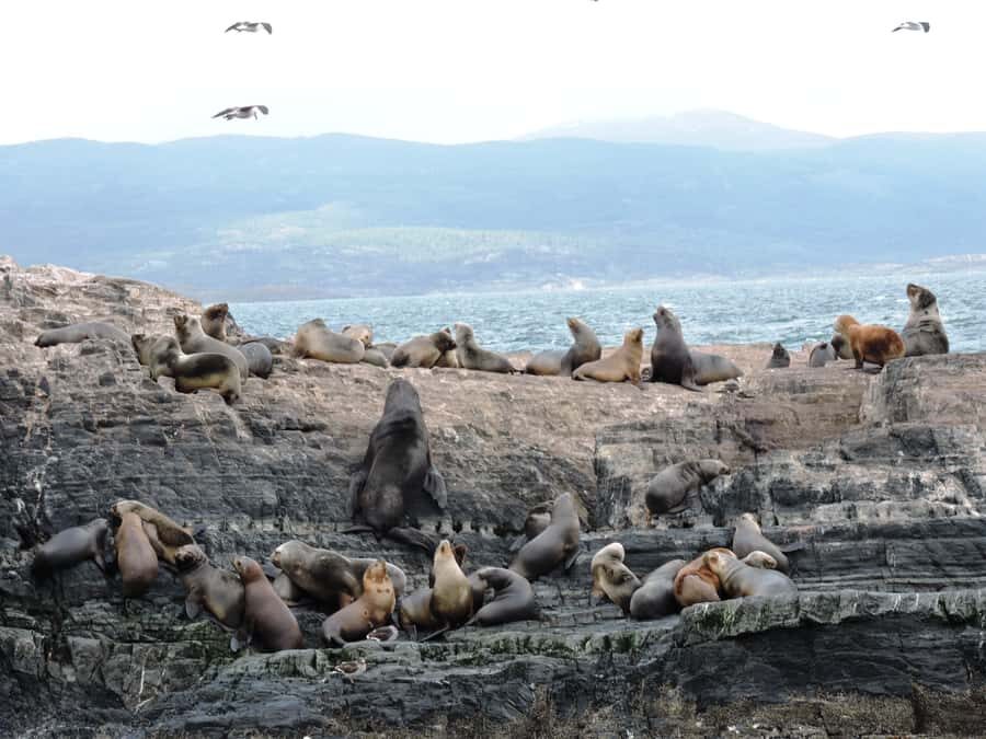Ushuaia: Beagle Channel & Sea Wolves Island Catamaran Cruise - The Return Trip: Mountain Views, Time for Photos, and the “Why 150 Minutes Works” Part