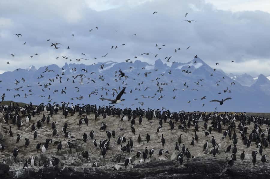 Ushuaia: Beagle Channel & Sea Wolves Island Catamaran Cruise - Crossing Ushuaia Bay to Paso Chico: Comfort While the Weather Tests You