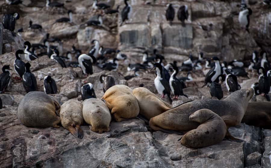 Ushuaia: Catamaran Sailing to Penguin Island - Leaving Ushuaia: Beagle Channel viewpoints you can’t get any other way
